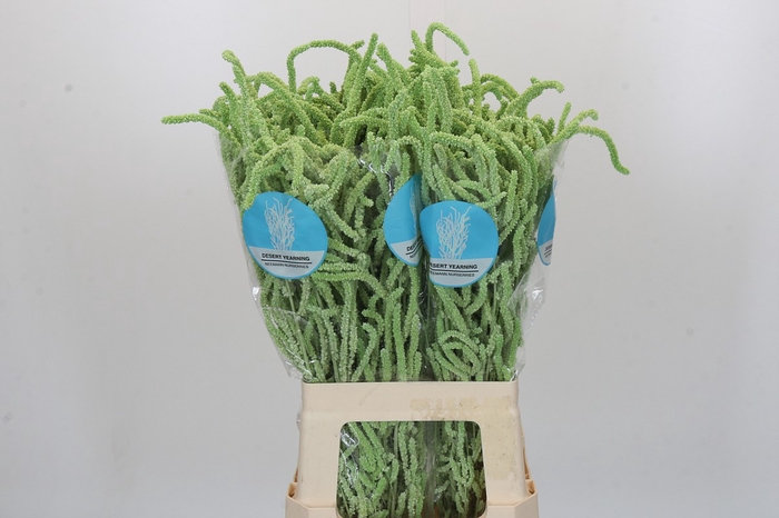 <h4>Amaranthus Yearming Desert Mint</h4>