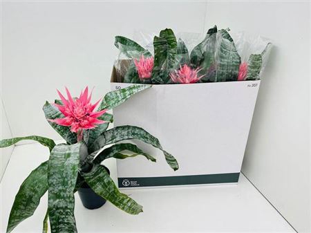 <h4>Aechmea Fas Primera</h4>