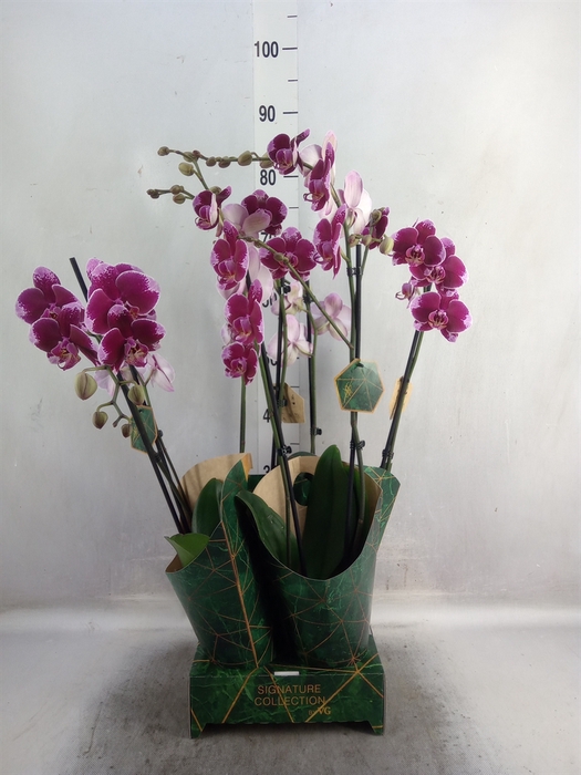 <h4>Phalaenopsis   ...lilac</h4>