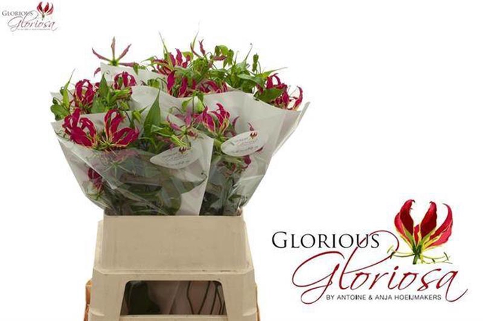 <h4>Gloriosa Rothschild Long Glorius</h4>