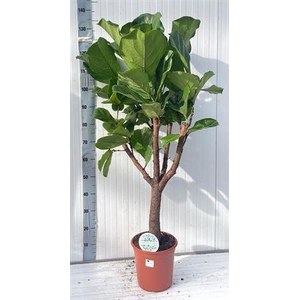 Ficus Lyrata