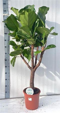 <h4>Ficus Lyrata</h4>
