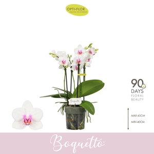 PHAL OPTI BOQUETTO PASSIONE 3-5 SPIKE
