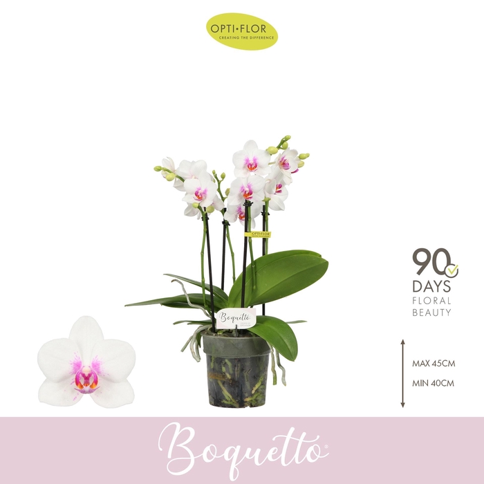 <h4>PHAL OPTI BOQUETTO PASSIONE 3-5 SPIKE</h4>