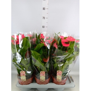 Anthurium andr. 'Melito'