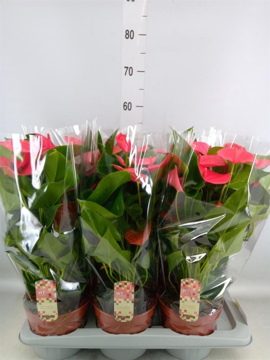 <h4>Anthurium andr. 'Melito'</h4>