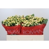 Hypericum Cool Romance