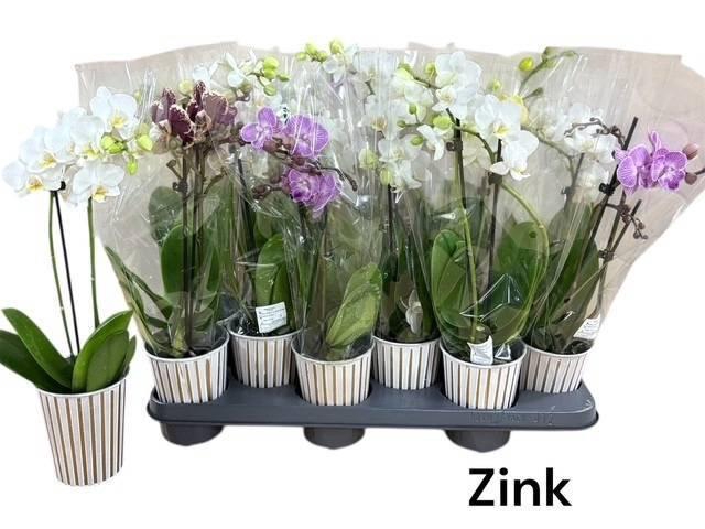 <h4>ARR PHALA MT 14+</h4>