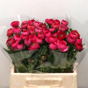 Ran El Hot Pink Extra