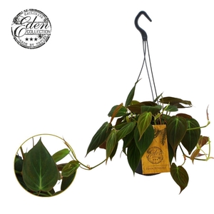 Philodendron Micans 15cm HP