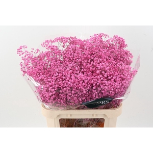 Gyps Tinted Cerise