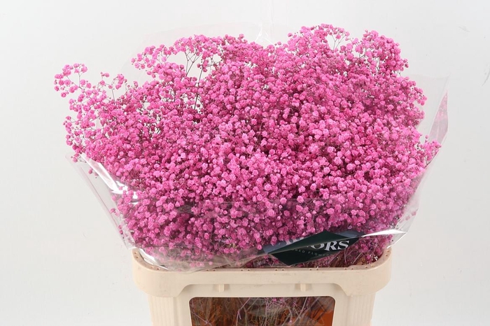 <h4>Gyps Tinted Cerise</h4>