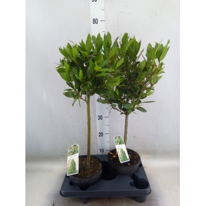 Laurus nobilis