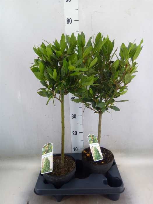 <h4>Laurus nobilis</h4>