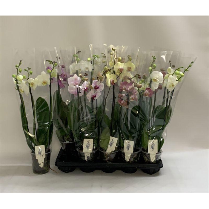 <h4>PHAL GEM</h4>