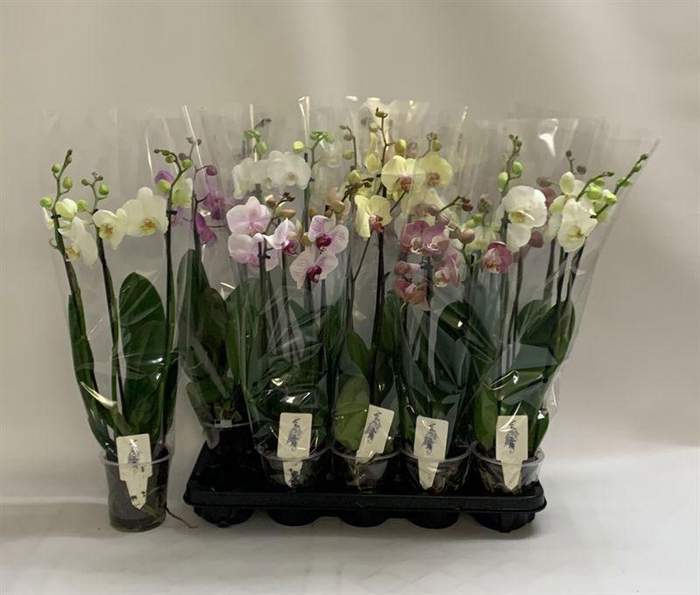 PHAL GEM
