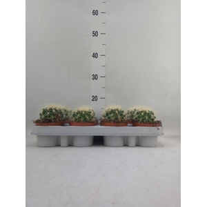 Echinocactus grusonii