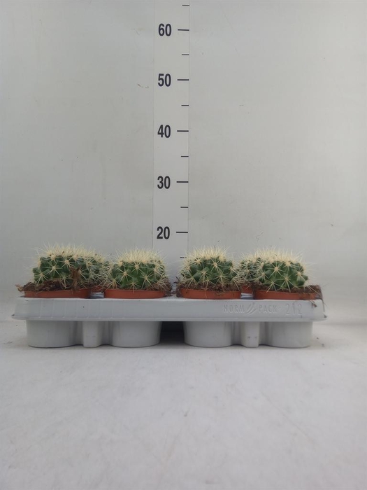 <h4>Echinocactus grusonii</h4>