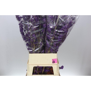 Callicarpa Bod Profusion