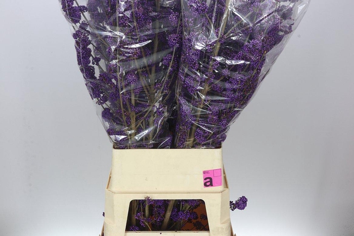 <h4>Callicarpa Bod Profusion</h4>