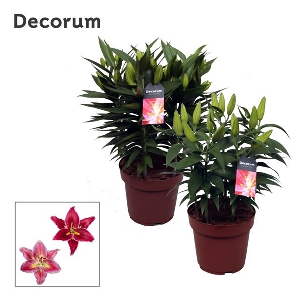 Lilium Oriental Compact Mix 19cm