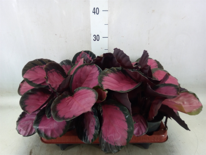 <h4>Calathea roseopicta 'Crimson'</h4>