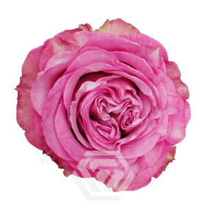 R GR QUEEN´S CROWN Tessa