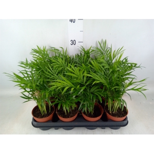 Chamaedorea elegans