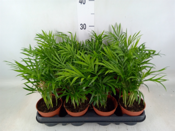 <h4>Chamaedorea elegans</h4>