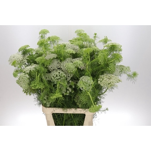 Ammi Visnaga 'casablanca' Nl-bio-01