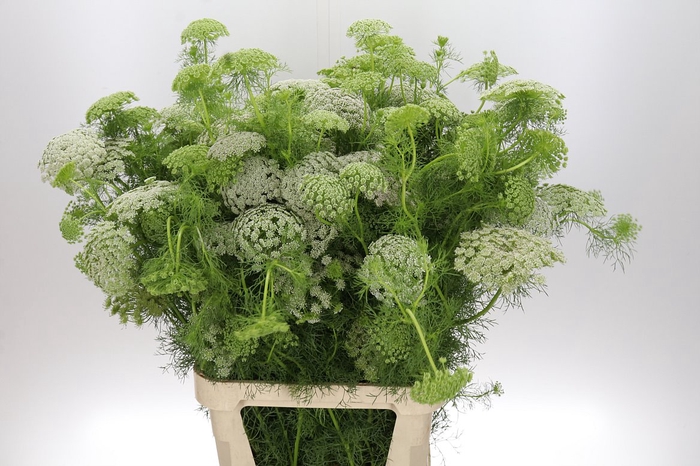 Ammi Visnaga 'casablanca' Nl-bio-01