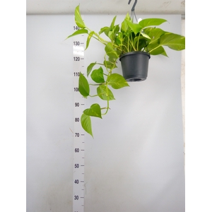 Epipremnum pinn. 'Aureum'  HG