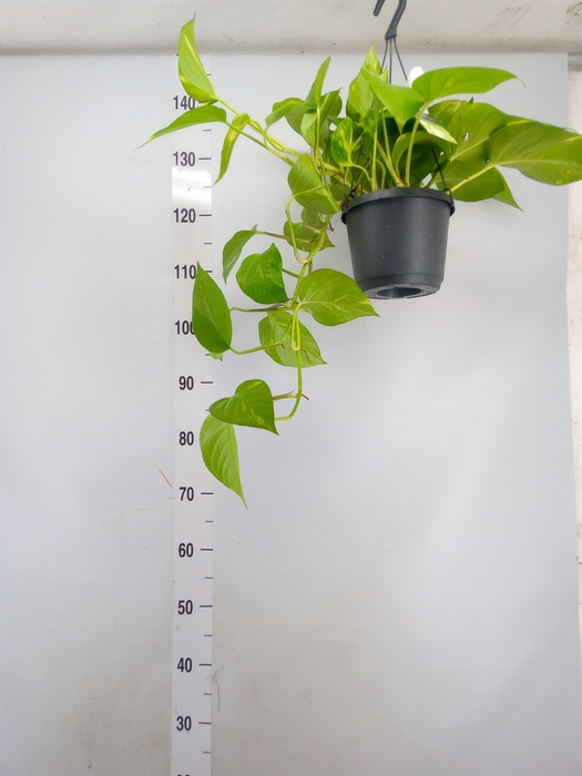 <h4>Epipremnum pinn. 'Aureum'  HG</h4>