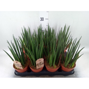 Sansevieria bacularis