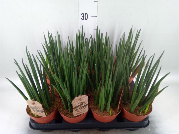 <h4>Sansevieria bacularis</h4>