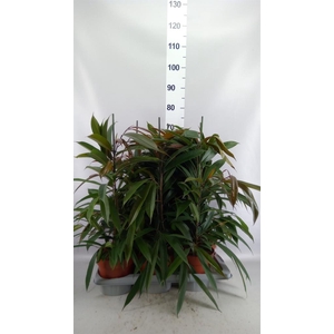 Ficus binn. 'Amstel King'
