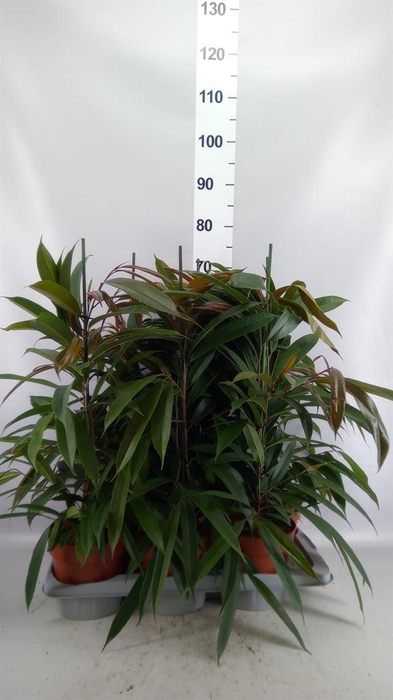 <h4>Ficus binn. 'Amstel King'</h4>