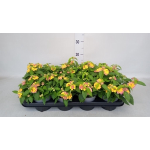 Lantana camara 'Havana Pink Sky'