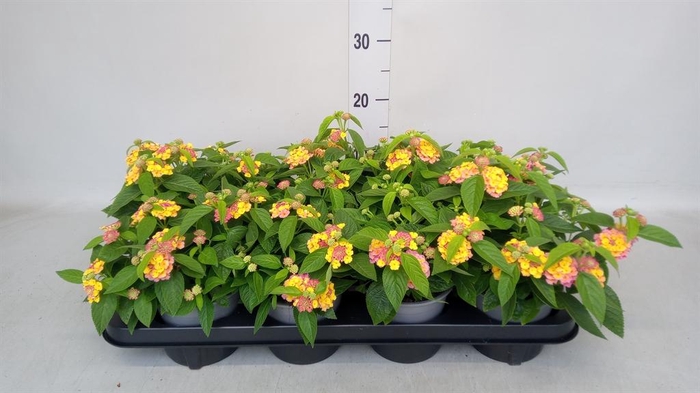 <h4>Lantana camara 'Havana Pink Sky'</h4>