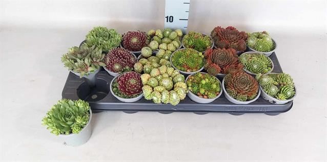 Sempervivum gemengd