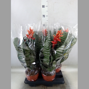 Aechmea   ...mix