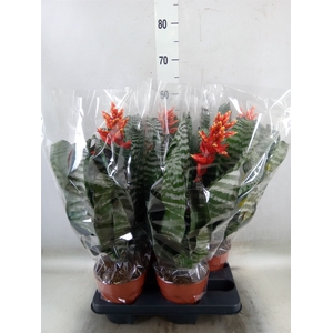 Aechmea   ...mix