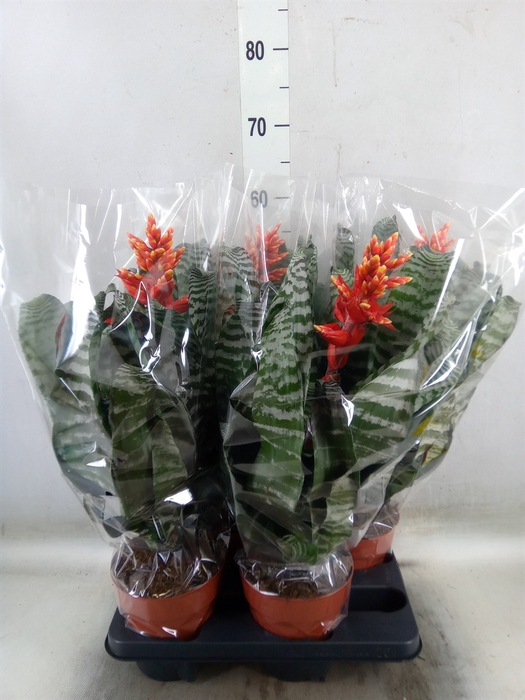 <h4>Aechmea   ...mix</h4>