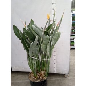 Strelitzia reg.