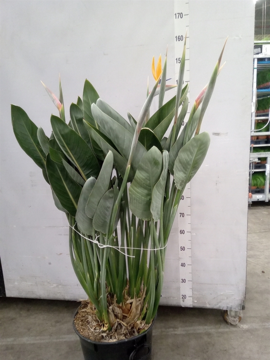 <h4>Strelitzia reg.</h4>