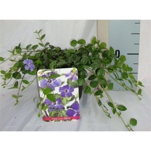 Vinca minor 'Marie'