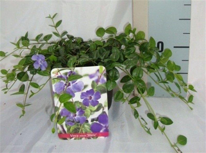 <h4>Vinca minor 'Marie'</h4>