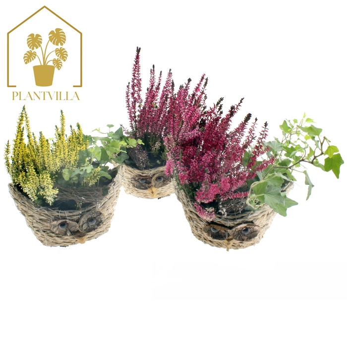 <h4>ARR TUINPLANTEN</h4>