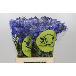 Delph En Belladonna Volkerfrieden Oriental Blue