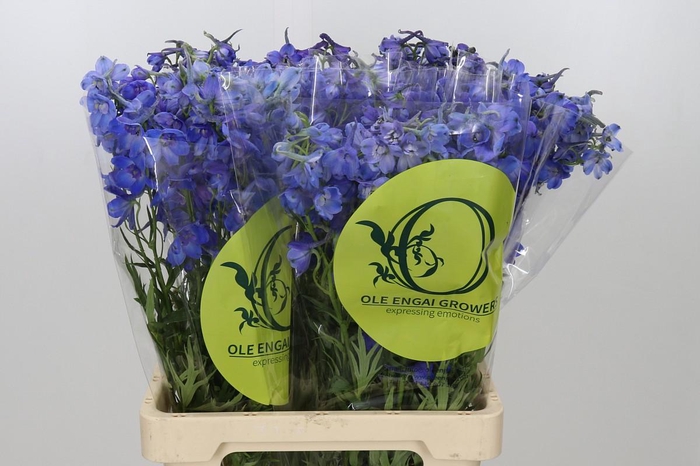 <h4>Delphinium Oriental Blue</h4>